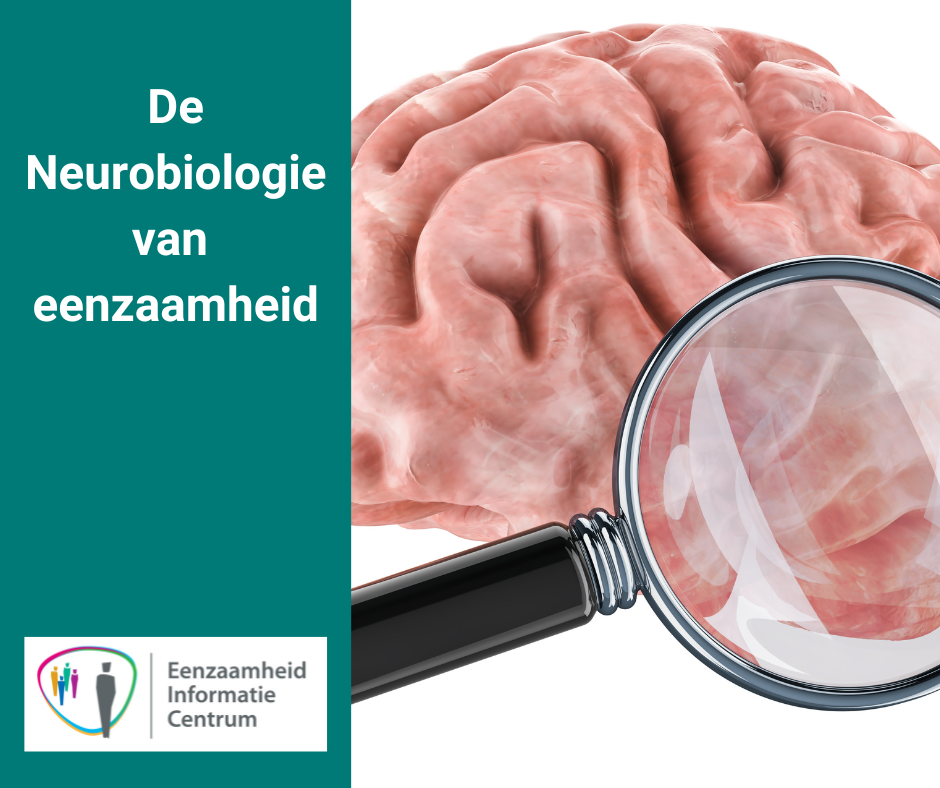 De Neurobiologie van eenzaamheid
